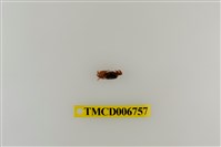 藏品(北方丑招潮蟹)的圖片